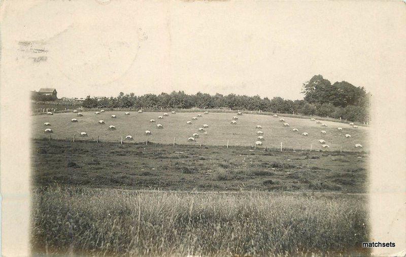 1909 WATERLOO IOWA Hay Stacks Farming Agriculture RPPC postcard 5211