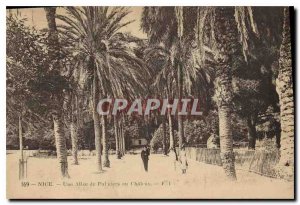 Old Postcard A Nice Palms Allee Chateau