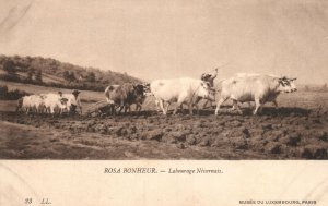 Vintage Postcard 1910's Rosa Bonheur Labourage Luxembourg Nivernais Paris France