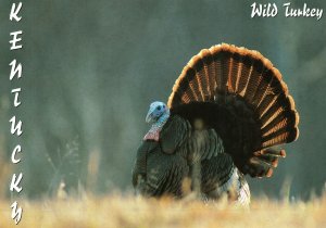 VINTAGE CONTINENTAL SIZE POSTCARD KENTUCKY WILD TURKEY