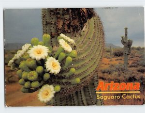 Postcard Saguaro Cactus, Arizona