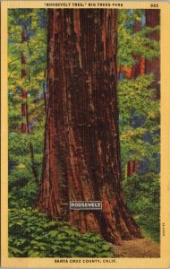 Roosevelt Tree Big Trees Park Canta Cruz County CA Postcard PC535