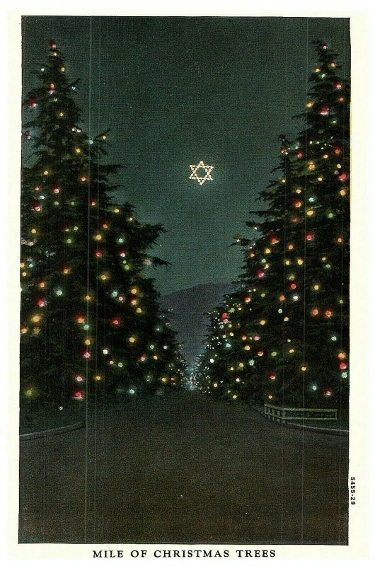 Miles of Christmas Trees & Star of David Santa Rosa Ave Pasadena CA Kiwanis Club