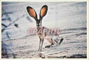 Modern Postcard Jack Desert Rabit