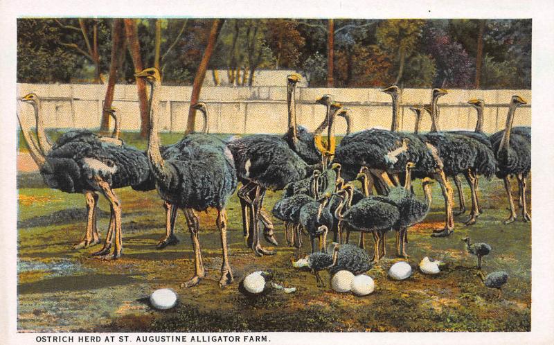 Ostrich Herd at St. Augustine Alligator Farm, Florida, Early Postcard, Unused