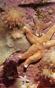 Sea Star Fish, Isles of Shoals, New Hampshire