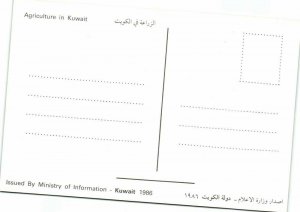 Kuwait, Kuwait City مدينة الكويت, Agriculture Farming Vegetables Fruit (1986) 2