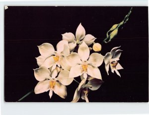 Postcard Diacrium Bicorntum, Orchid