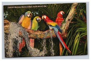 Vintage 1940s Postcard Colorful Macaws, Parrot Jungle, South Miami, Florida