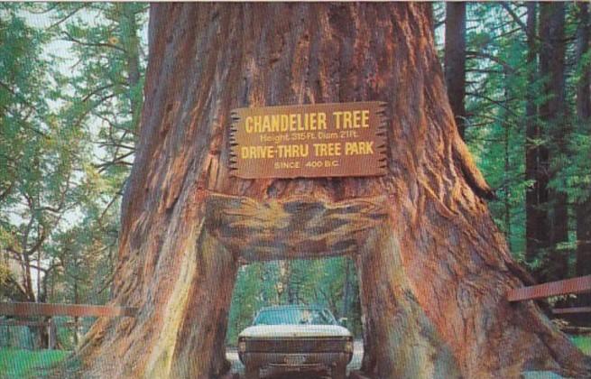 California Leggett Chandelier Drive Thru Tree