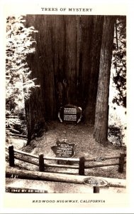 California Redwood Highway Trees Of Mystery Real Photo