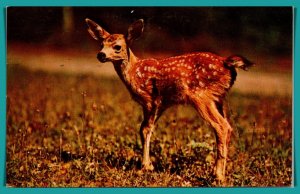 Florida, Silver Springs - Tame Deer - [FL-884]