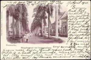 suriname, PARAMARIBO, Maagdenstraat met Koningspalmen