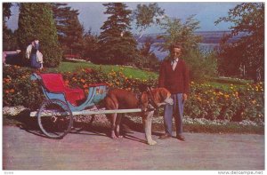 Attelage De Chien,  Dog Carriage, Quebec,  Canada,  40-60s