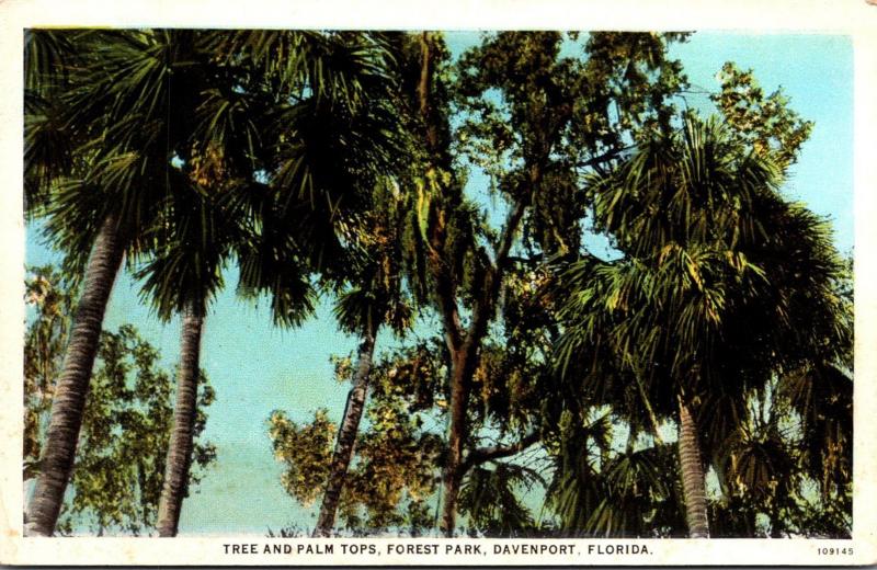 Florida Davenport Forest Park Tree and Palm Tops