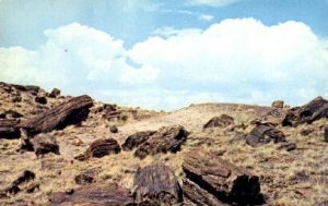 Petrified Forest - Arizona AZ