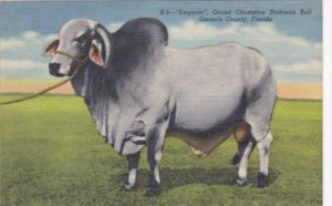 Florida Emperor Grand Champion Brahman Bull Osceola County Curteich