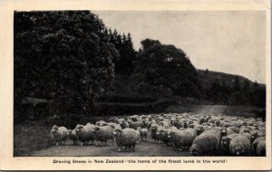 New Zealand Droving Sheep In New Zealand Vintage Postcard 09.92