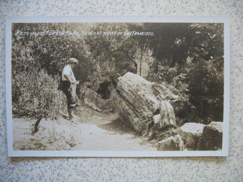 CALISTOGA, CA (Napa Co) PETRIFIED FOREST 1920s real photo postcard