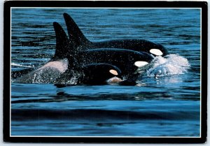 Postcard - Orcas, Monterey Bay Aquarium - Monterey, California