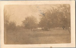 RPPC Orchard and Calves in Bentonsport IA c1911 Vintage Postcard O29