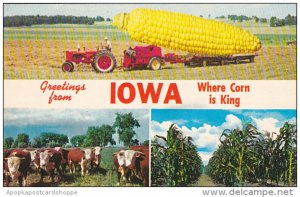 Exageration Large Corn Greetings From Iowa Where Corn Is King 1974