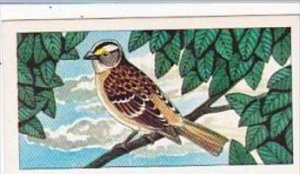 Glengettie Tea Trade Card Rare British Birds No 1 White Throated Sparrow