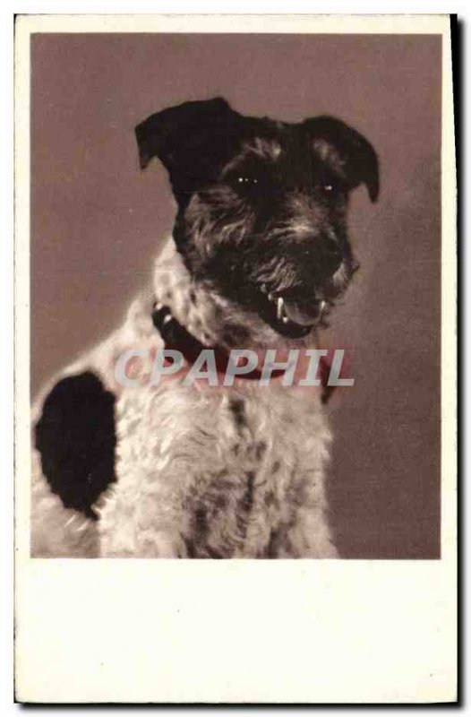 Old Postcard Dogs Dog