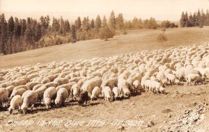 Blue Mts Oregon Sheep Real Photo Vintage Postcard AA53826