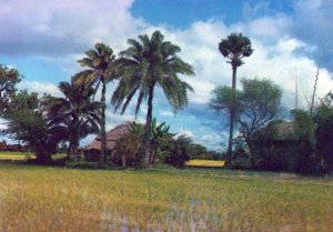 VINTAGE CONTINENTAL SIZE POSTCARD BANGLA'S VILLAGE BANGLADESH