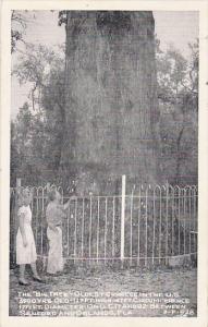 Big Tree Oldest Cypress Tree In United States Orlando 