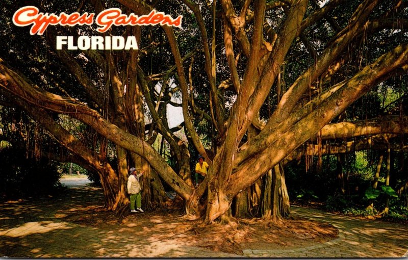 Florida Cypress Gardens The Giant Banyan Tree