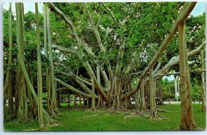 M-68155 Banyan Tree Edison Winter Home Fort Myers Florida