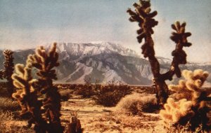 Vintage Postcard Desert Cactus Devil's Garden Sharp Claws Wicked Thorns Garden
