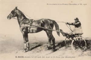 Il Bacio La France Chevaline Race Horse Antique 1910 PB Postcard