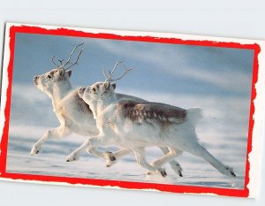 Postcard Peary caribou, Dashing through the snow on Ellesmere Island, Canada