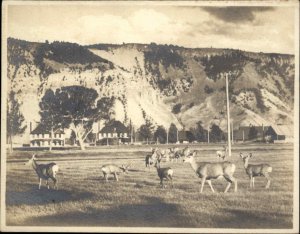 Yellowstone National Park Deer Near Mammoth JE Haynes Photo Photograph 10147