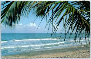 Postcard - Palms Line the Beach - Myrtle Beach, South Carolina