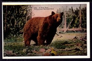 Park Bear,Yellowstone National Park