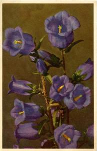 Flowers -   Coventry Bell                            (Thor & Gyger #2706)