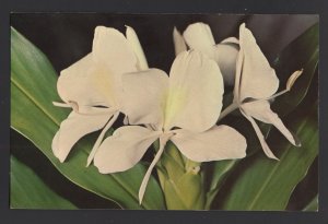 Hawaii White Ginger Blossoms ~ Chrome