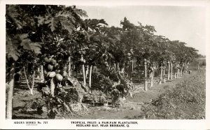 australia, Queensland, BRISBANE, Paw-Paw Plantation (1950s) Sidues Series RPPC