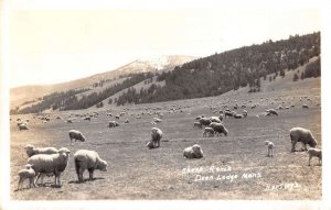 Deer Lodge Montana Sheep Real Photo Vintage Postcard AA41465