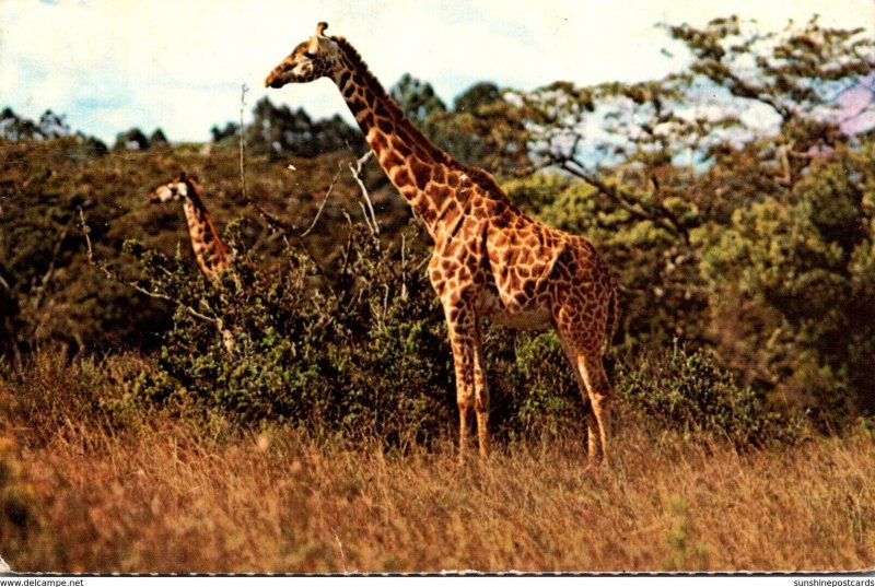 Giraffe (Amboseli)