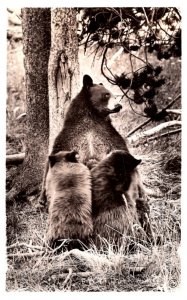 Brown  Bear female  with 2 Cubs