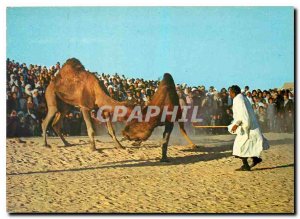 Postcard Modern Southern Tunisia Fighting Camels