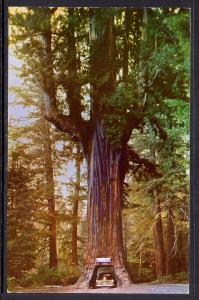 Chandelier Drive-Thru Tree,Redwood