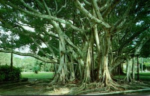 Florida Miami Beach Giant Banyan Tree