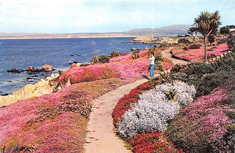 Western Coastline, camera   Monterey Peninsula, California 