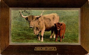 Cows Highland Cattle 1909